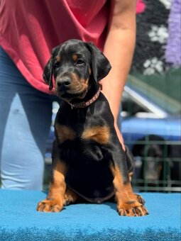 Doberman s PP FCI - 2