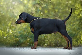 Doberman s PP FCI - 2