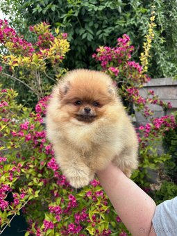 Pomeranian FCI - 2