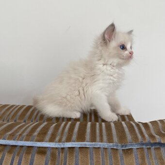Ragdoll bez pp - 2