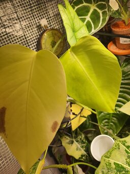 Monstera aurea - 2