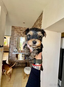 Yorkshire terrier - 2