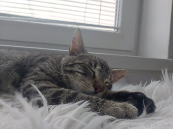 Krasny tigrik hlada domov - 2