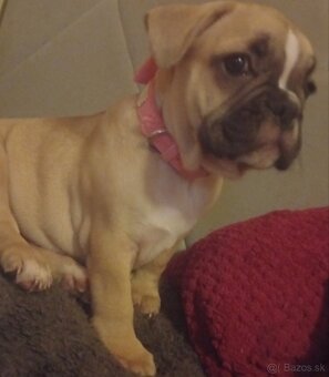 Francúzsky buldoček - 2