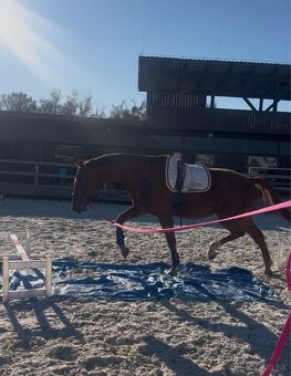 Ambiciózny valach do športu - 2