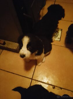 Predám šteňatá - 2