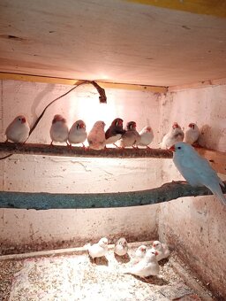 Výstavné zebricky - 2