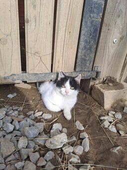 Darujem mačiatka - 2