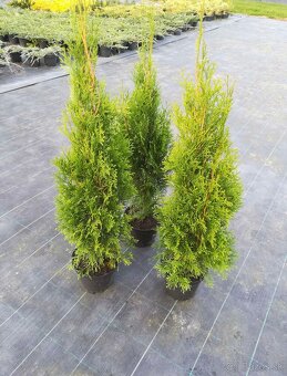 Tuja západná "Smaragd" - 2