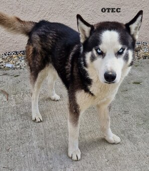 Steniatka husky - 2