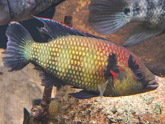 Predam Hemichromis elongatus Minna Niger F1 - 2