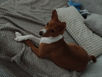 šteniatko basenji - 2