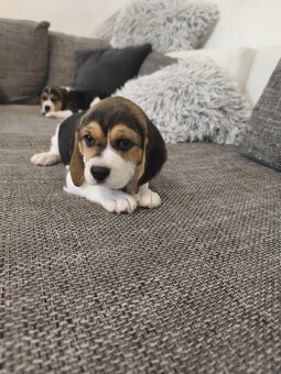 Beagle, bígel, bígl - 2