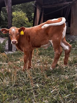Predám jalovičku charolais - 2