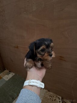 Predám šteniatka yorkshirskeho teriéra - 2