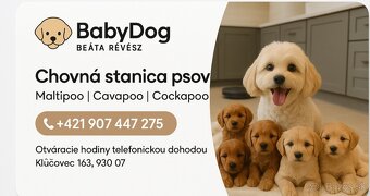 Maltipoo cavapoo Cockapoo pudel - 2