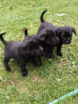 Darujem roztomilé miešané šteniatka♥️🐕 - 2