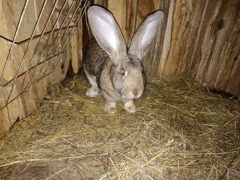 Belgický obor  divoký - 2