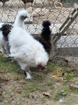 Predám kohútika Hodvabničky - 2