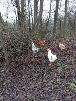 Predám 5 mesačnych kohútikov. - 2