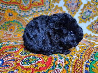 Darujem dlhosrste morča samca - 2