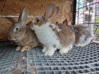 Mix králiky - 2