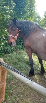 Kupim kona,kobylu - 2