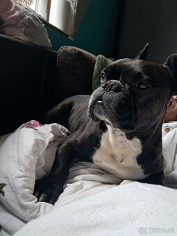 francouzský buldoček ke krytí - 2