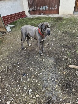 Cane Corso - 2