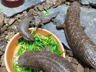 Egernia stokesii - 2