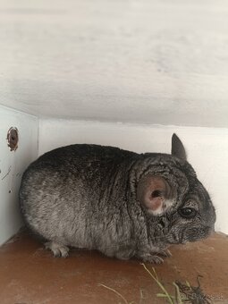 Činčila s klietkou - 2