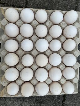 Predám domáce vajíčka - 2