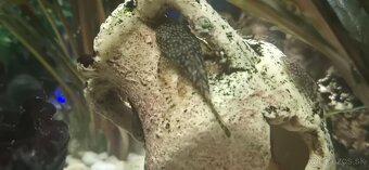 Predám prísavníkov obyčajných - 2