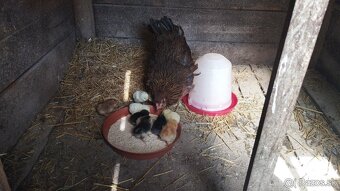 Kvočka araukana,araukany - 2