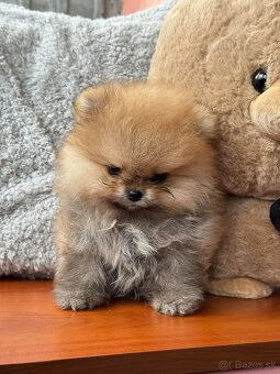 Pomeranian mini - 2