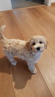 Predám fenka Maltipoo - 2