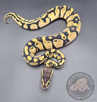 Ball Python- Python Regius - 2