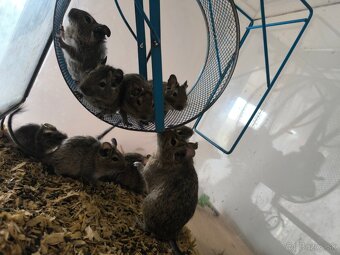 Osmak Degu - 2