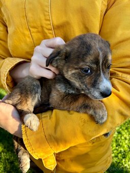 Darujem Šteniatka - 2