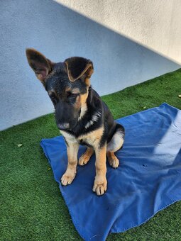 Nemecký Ovčiak - 2