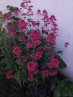 Trvalky Centrant - 2