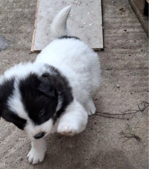 Šteniatka Border Kólia - 2