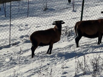 Predám kamerunské ovce - 2