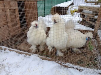 Hodvábnička - kohúti - 2