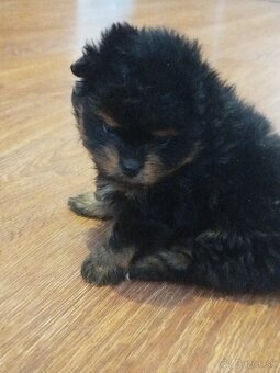 Predám fenku Yorkshira - 2