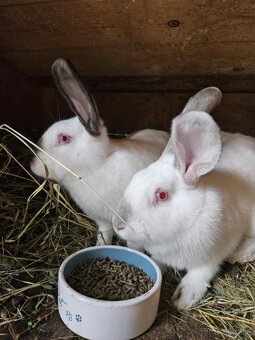 Kalifornský kralik - 2