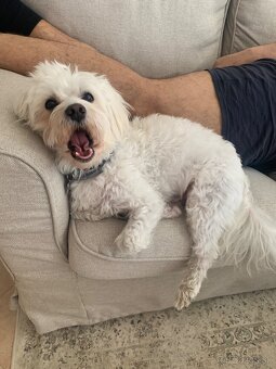 Maltezak hlada lasku (na krytie) - 2