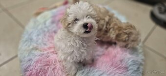 Maltipoo šteniatka - 2