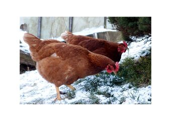 Mládky pred znáškou a nosnice v znáške - 2