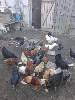 Predam sliepky, morku a moriaka. - 2